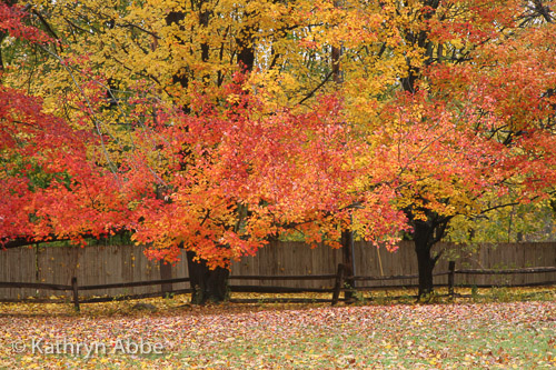 Autumn Trees